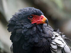 Bateleur des savanes