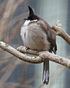 Red-whiskered Bulbul