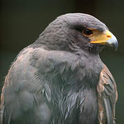 Harris's Hawk