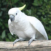 Sulphur-crested Cockatoo