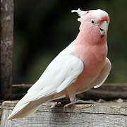 Pink Cockatoo