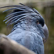 Palm Cockatoo