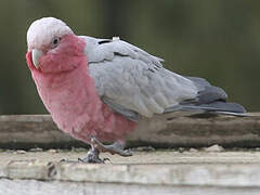 Galah