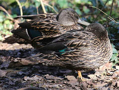 Canard de Meller