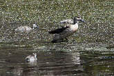 Canard huppé