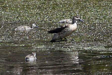 Canard huppé