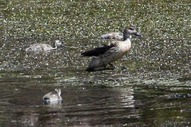 Canard huppé