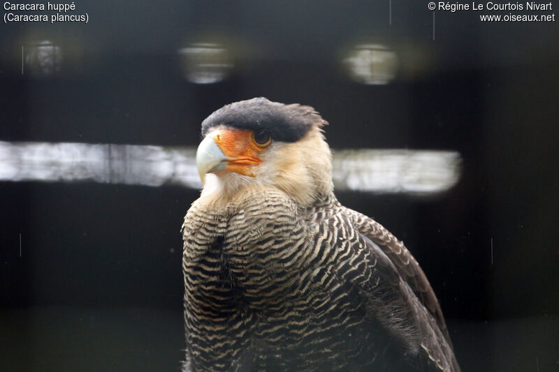 Crested Caracara