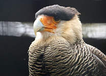 Caracara huppé