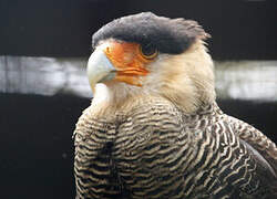 Crested Caracara