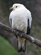 Pied Imperial Pigeon