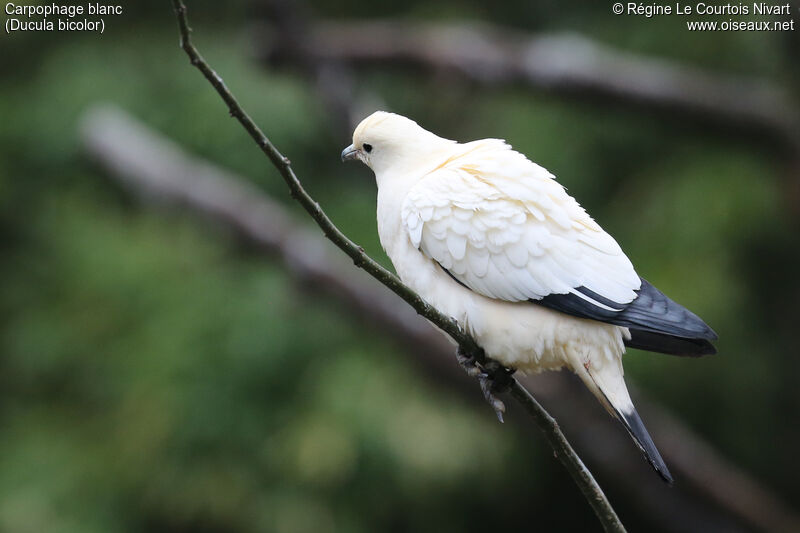 Carpophage blanc