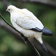 Pied Imperial Pigeon