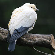 Pied Imperial Pigeon