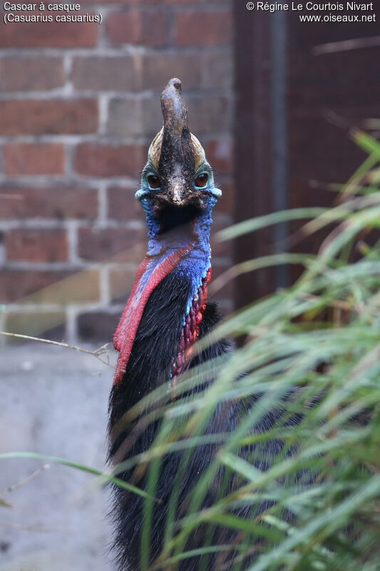 Southern Cassowary