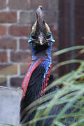 Southern Cassowary