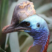 Southern Cassowary