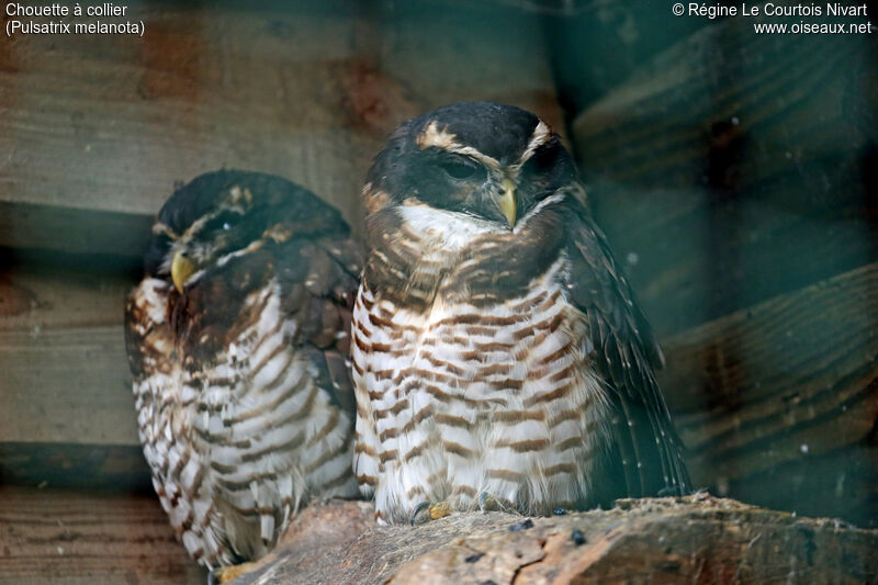 Band-bellied Owl