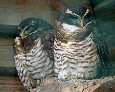 Band-bellied Owl