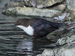 White-throated Dipper