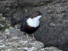 White-throated Dipper