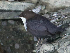 White-throated Dipper