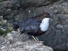 White-throated Dipper