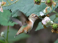 Colibri d'Allen