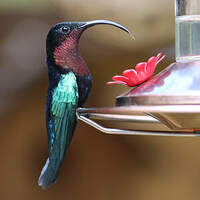 Colibri madère