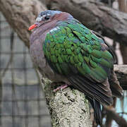 Common Emerald Dove