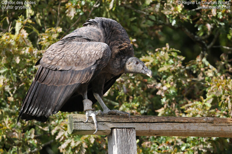 Andean Condorimmature