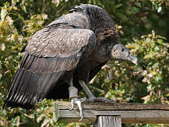 Andean Condor