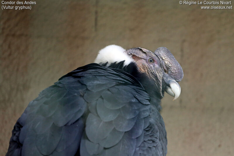 Condor des Andes mâle adulte