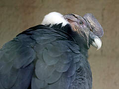 Andean Condor