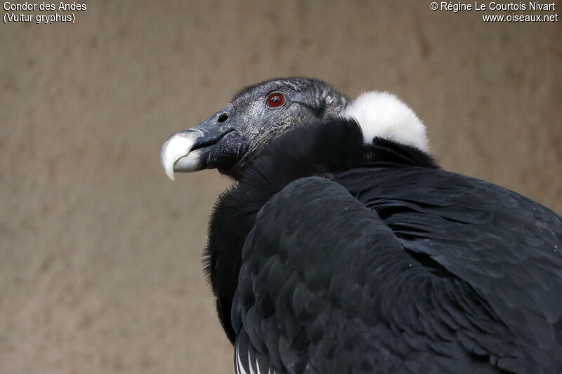 Condor des Andes femelle adulte