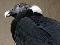 Andean Condor