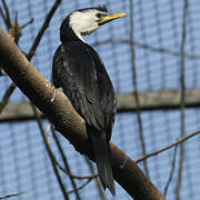 Little Pied Cormorant