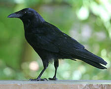 Carrion Crow