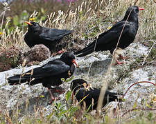 Red-billed Chough