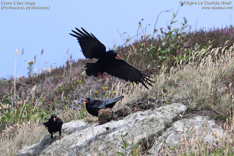 Red-billed Chough