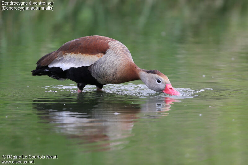 Black-bellied Whistling Duck