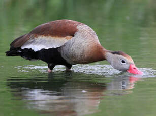 Dendrocygne à ventre noir