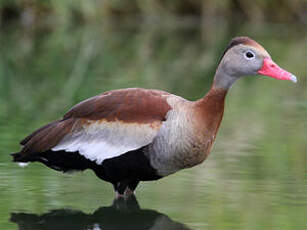 Dendrocygne à ventre noir