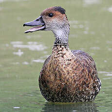 Dendrocygne des Antilles