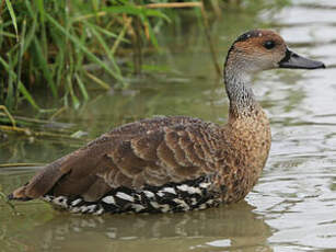 Dendrocygne des Antilles