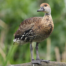 Dendrocygne des Antilles