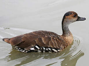 Dendrocygne des Antilles