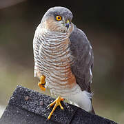 Eurasian Sparrowhawk