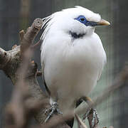 Bali Myna