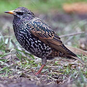 Common Starling